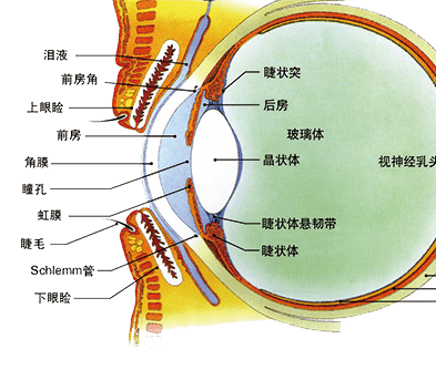 眼睛玻璃体位置图片