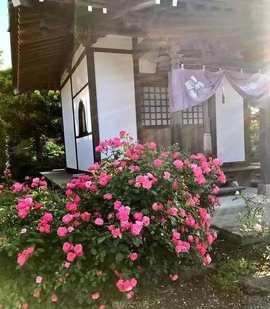 日本一寺院收養四隻貓以後，住持就每天沉迷擼貓！ 萌趣萌寵 第1张