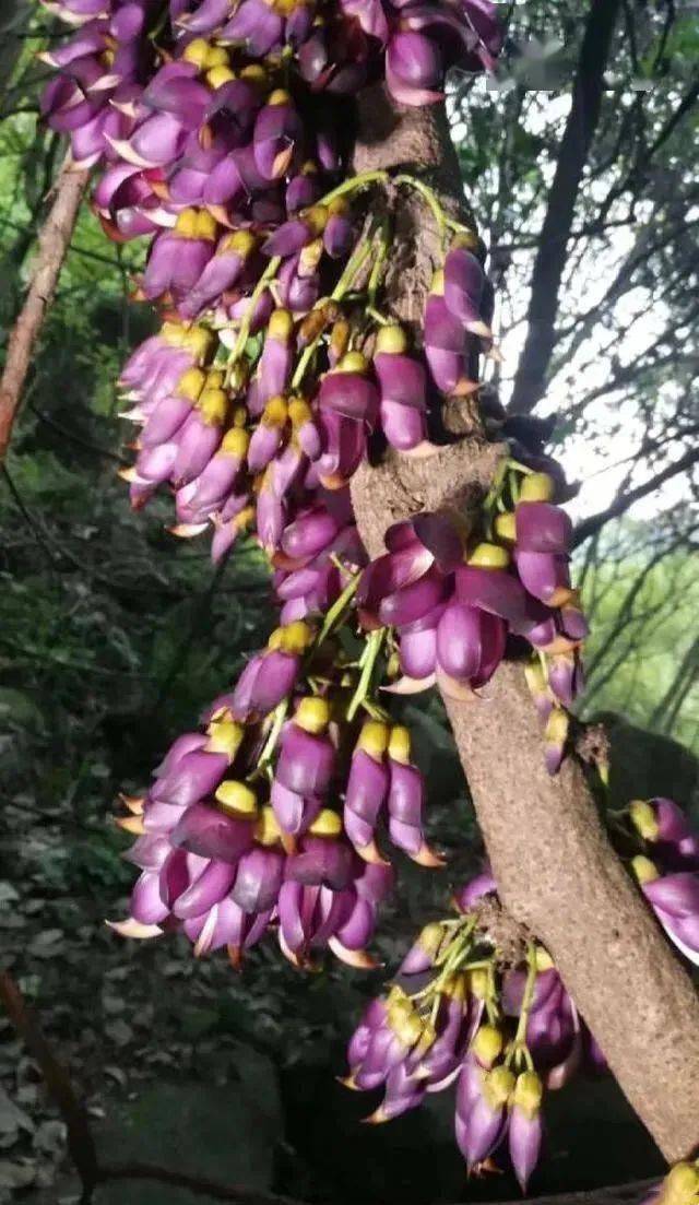 新会葵博园禾雀花图片