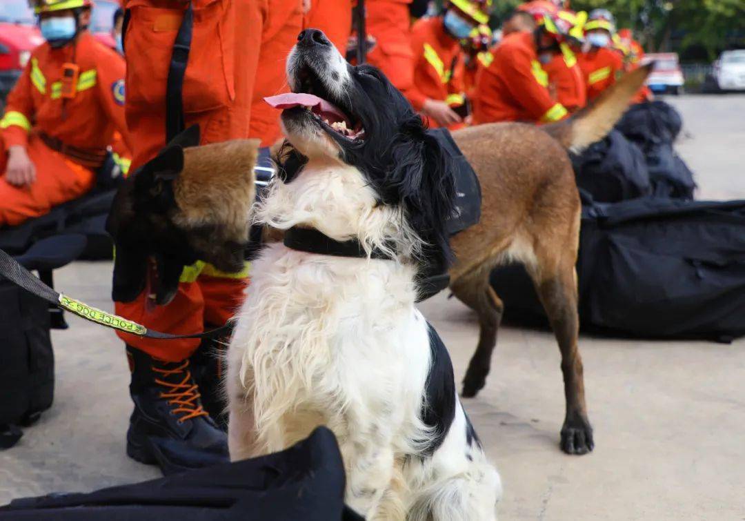 72車320人5犬聞令即動參與全省地震救援拉動演練