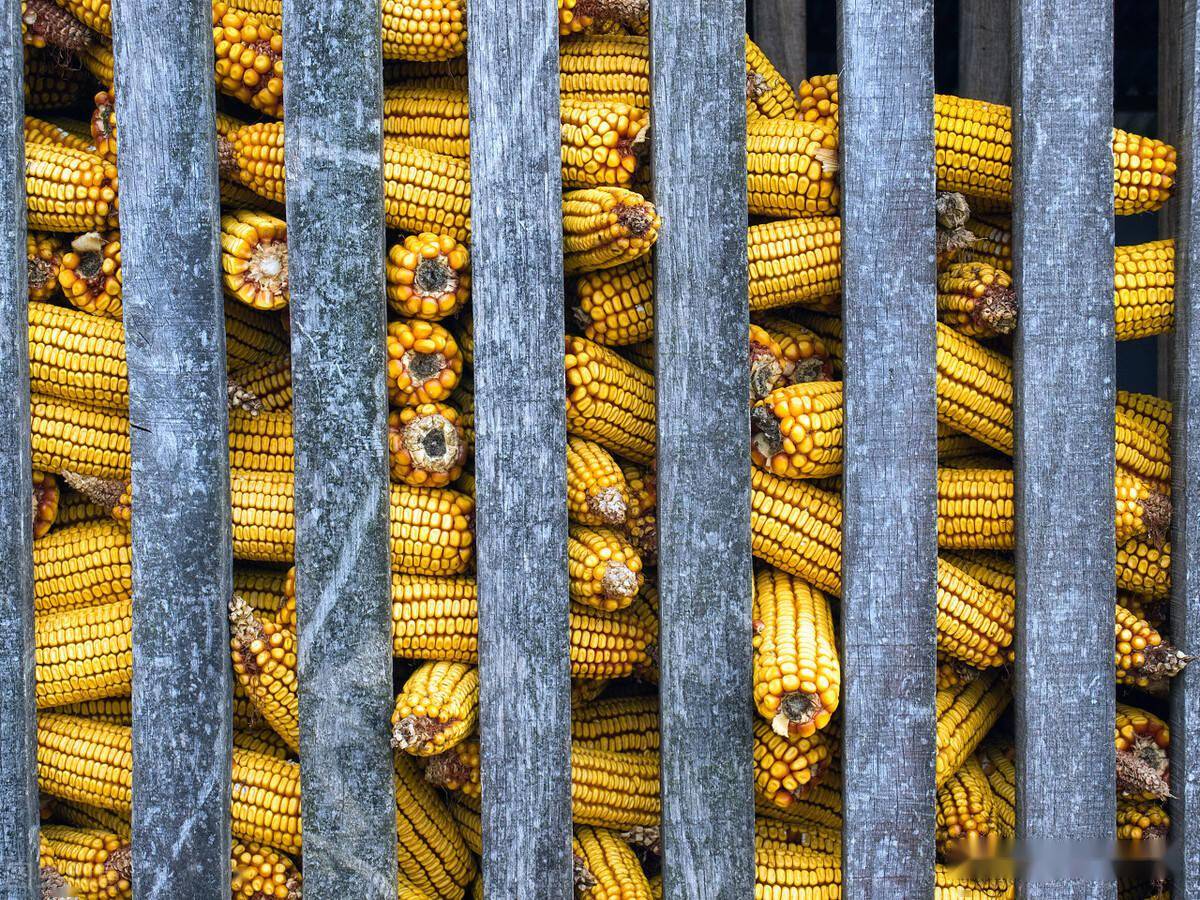 收粮价格最新行情 dea56f149ecd444289b426593c95839a.jpeg