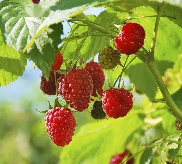 春播种菜帖2人人都爱小浆果