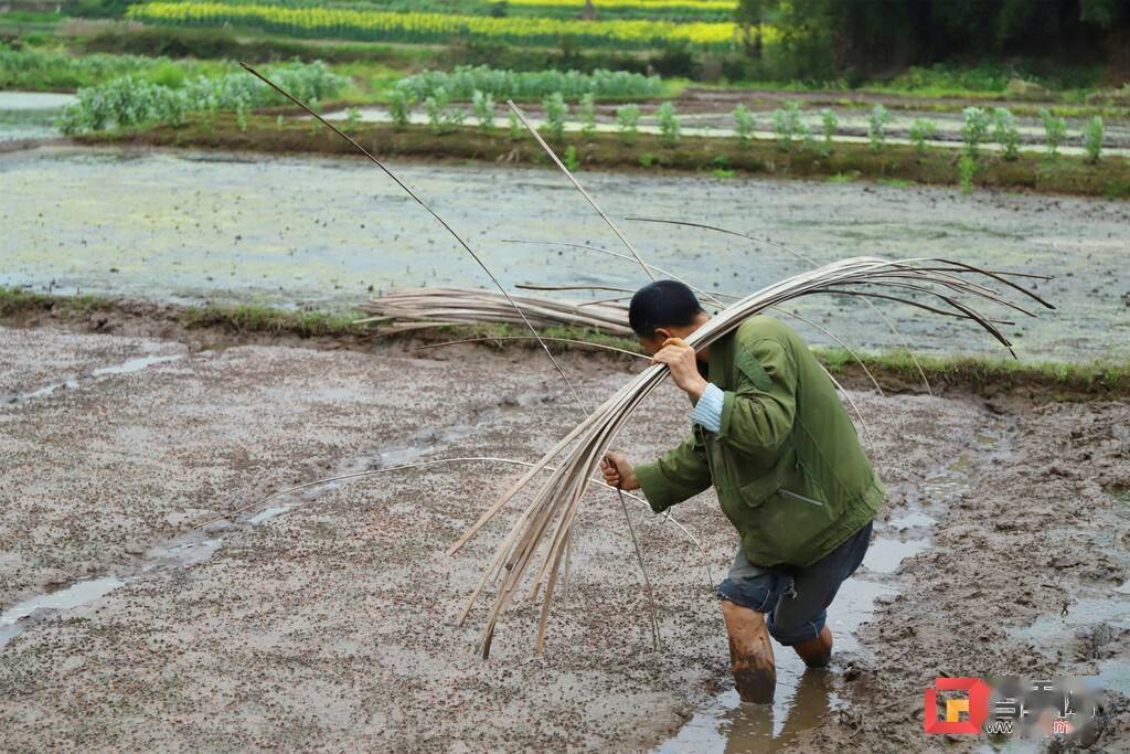 自流井区:最是一年春好处 雨潭农民育秧忙