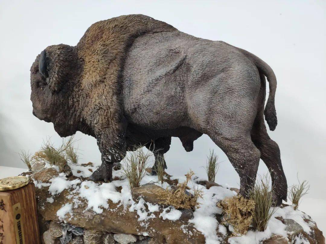 威风凌凌的北美野牛