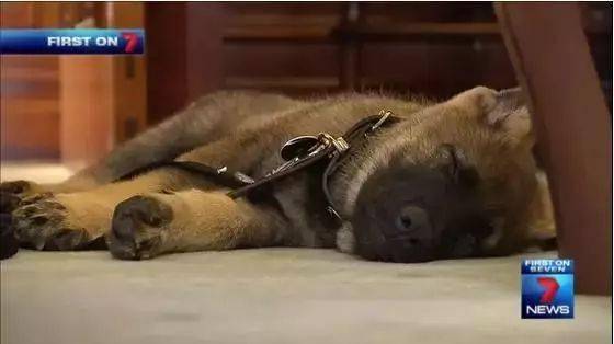 小警犬慘遭開除，竟是因為……好氣哦！！ 萌趣萌寵 第13张