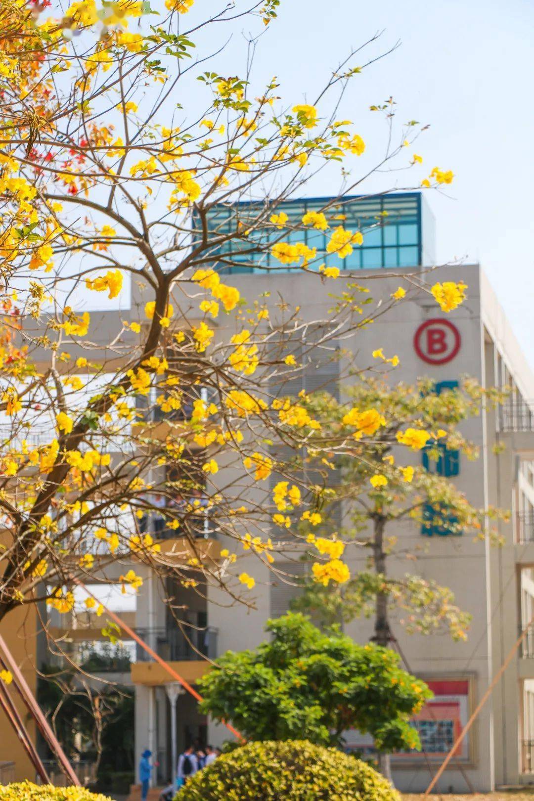 春暖花开,走进中山一职,捕捉那一抹让人心动的美好!_校园