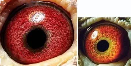 国内外鸽眼配对成功实例图解