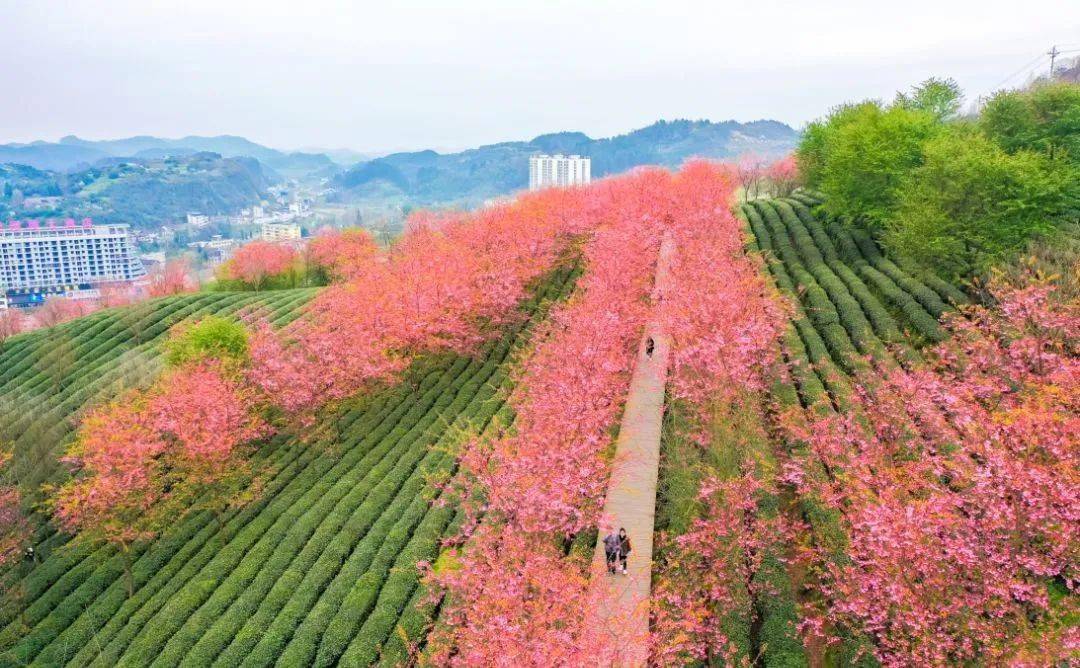 湄潭樱花节图片图片