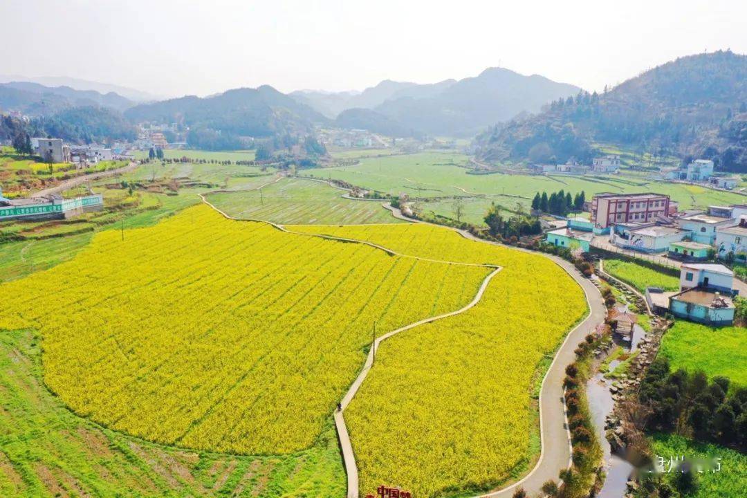 盤州發佈盤州兩田油菜花開啦