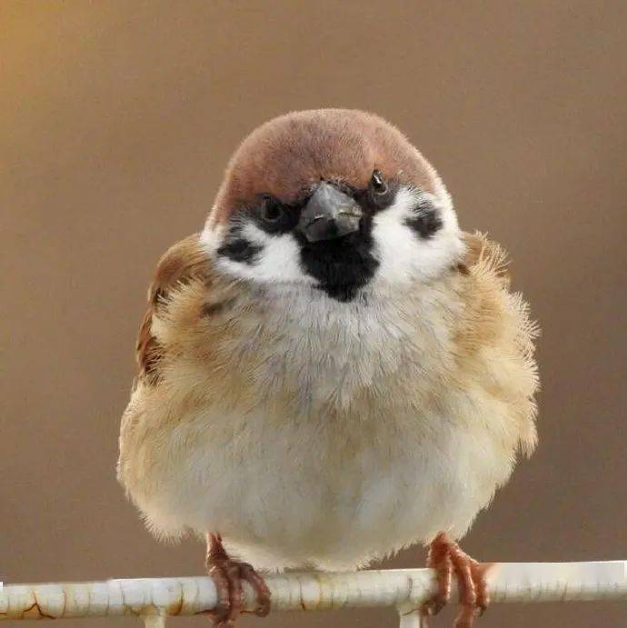 圆滚滚的小动物,胖乎乎即正义_毛绒绒