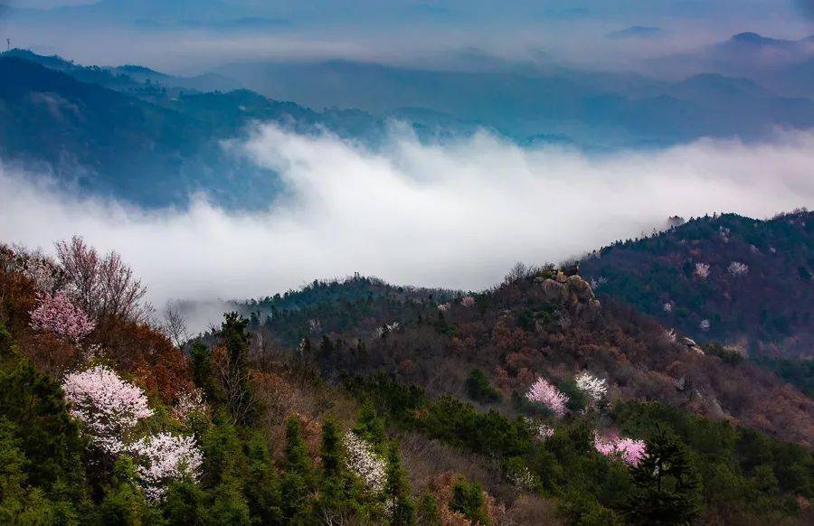 大悟樱花烂漫五岳山美成仙境