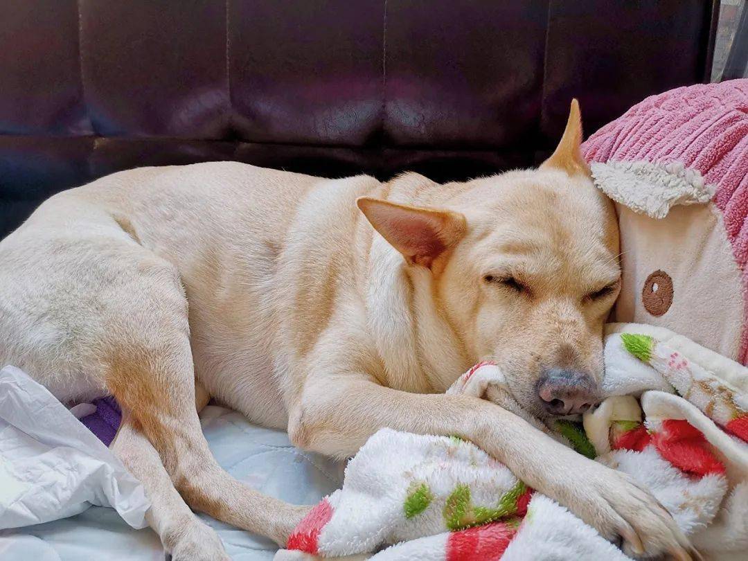 狗为啥会磕头跪拜 4ed8a7f404f94547b00aaa95be3ec7b0.jpeg