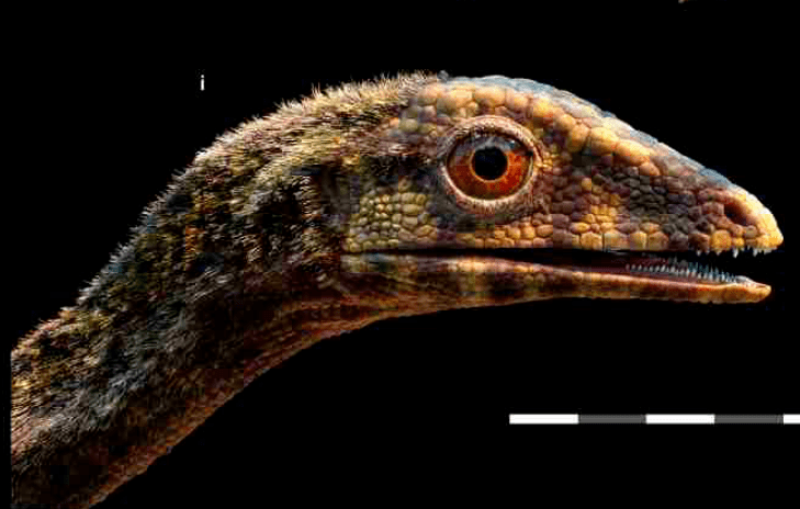 翼龙——最早会飞的脊椎动物