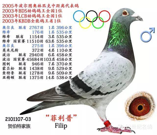 贺伯特世界级铭鸽欣赏!