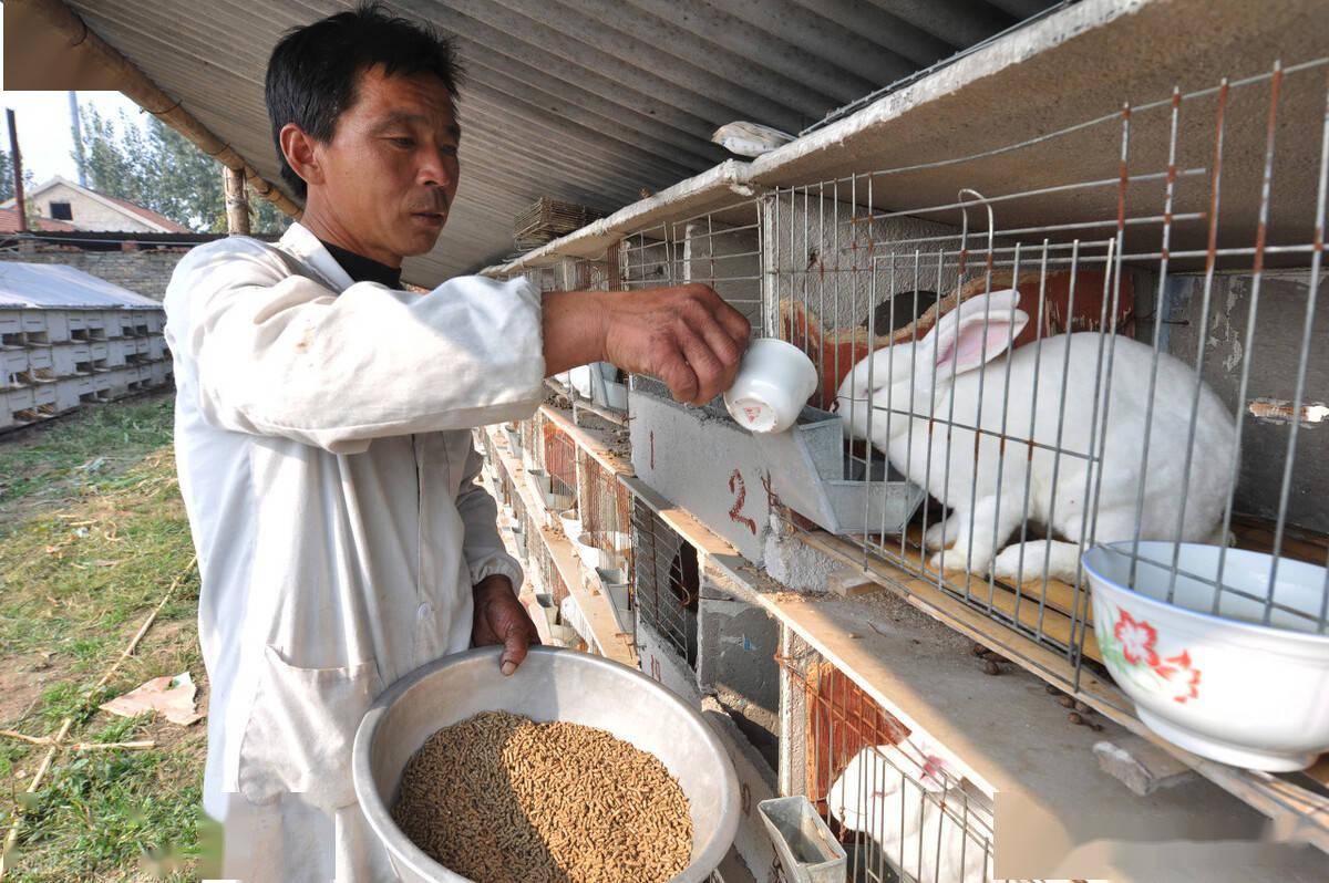 兔价低多高少,养兔如何才能赚钱?_繁殖