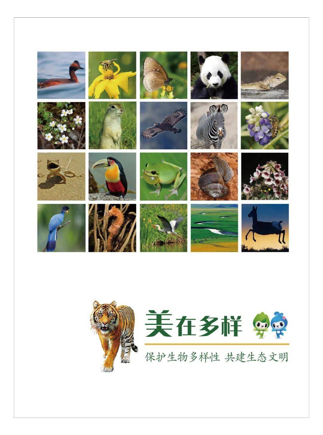 保护生物多样性丨公益海报(中国生态文明)