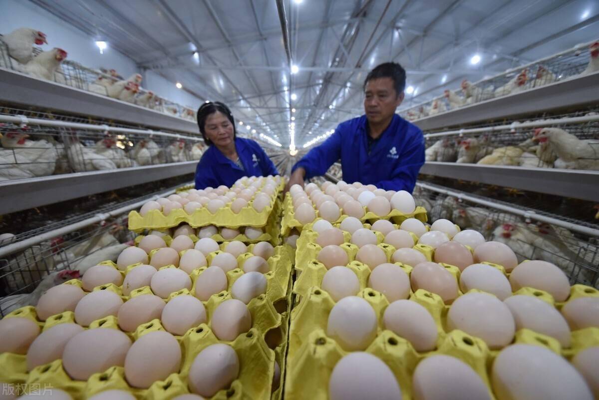 蛋鸡优良品种,国内品种占据半壁江山