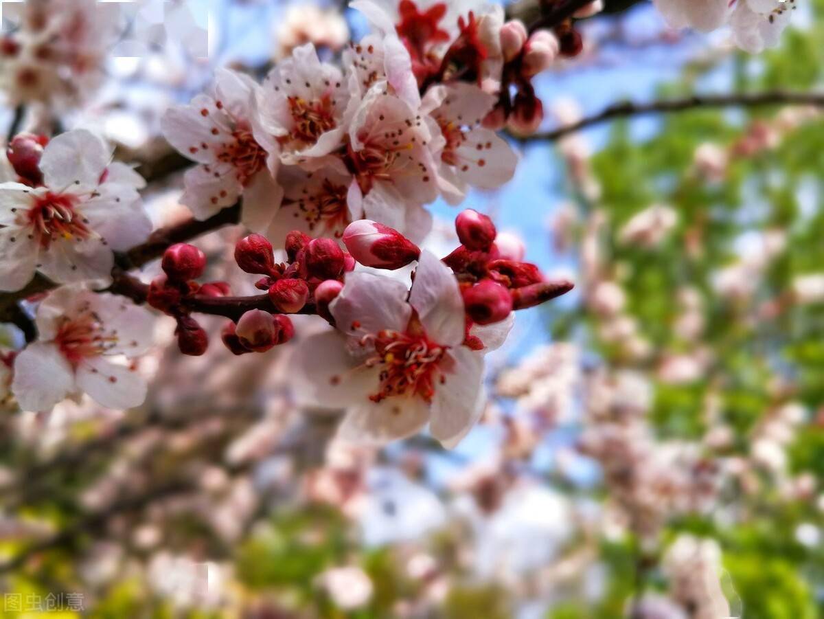 杜甫写的诗描写春天的有哪些
