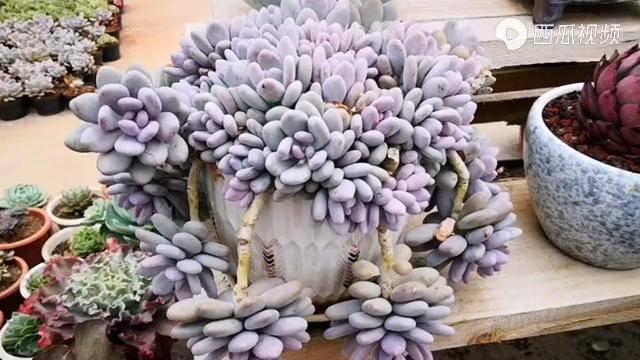 云之南多肉园桃美人老桩养得如此霸气也是没谁了