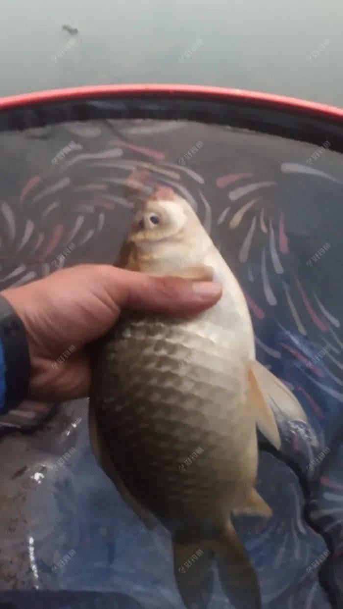 梦境解析，河中洗浴后的红线虫与白线虫之谜
