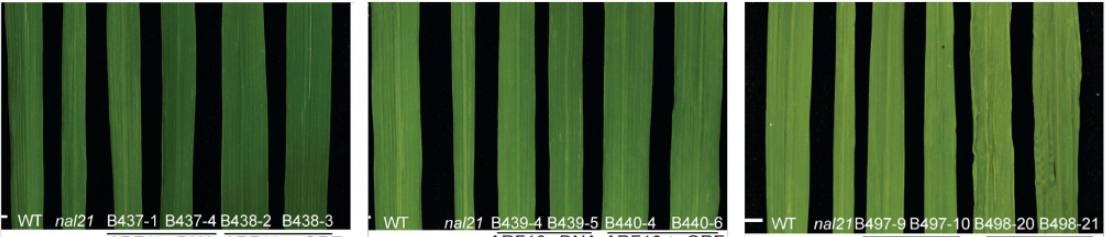 水稻葉片的寬度有何影響科學家揭示水稻葉片寬度調控新機制