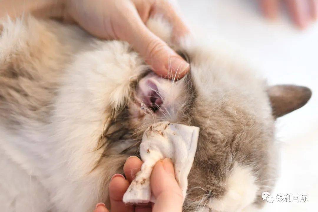 猫课只是给猫主子洗澡