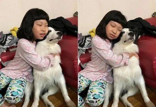 小主人向邊牧報喜：寒假多放兩天！可這貨的表情卻笑翻網友哈哈哈... 萌趣萌寵 第5张