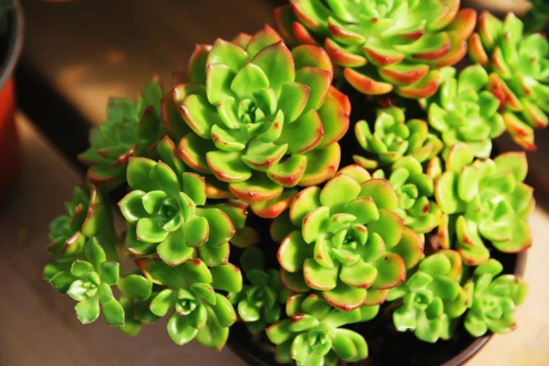 多肉如何快速出状态 8180bc9573fb44239142b4719e2d576c.jpeg