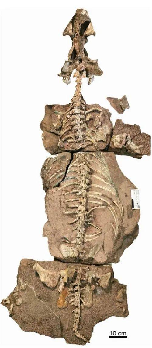 化石|研究人员发现新种“九峰吐鲁番兽”