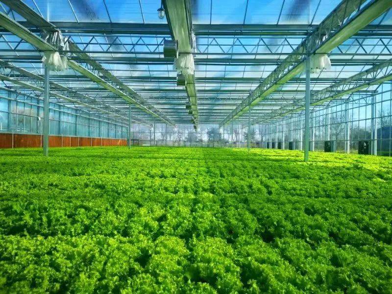 京东方智联植物工厂在廊下开工建设