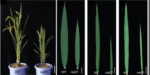 调控|水稻叶片的宽度有何影响？科学家揭示水稻叶片宽度调控新机制