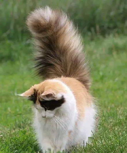 说起猫咪的尾巴,有多少人超级羡慕别人家猫的超级松鼠尾?