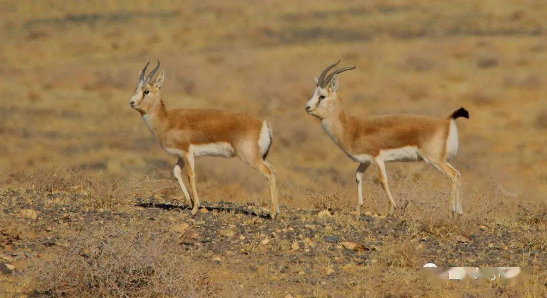 20多只野生黄羊现身巴彦淖尔摄影师拍下了这些珍贵画面