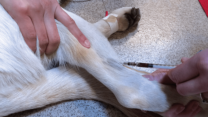 犬后肢静脉血管图图片