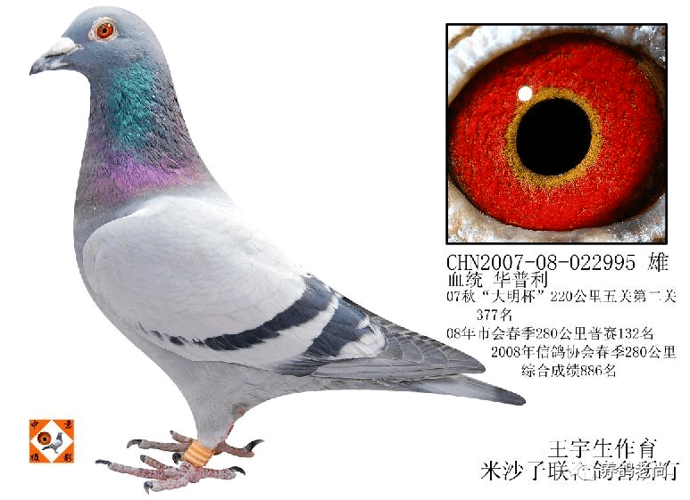 请皮特·迪威德为其选择能使他获得冠军的种鸽