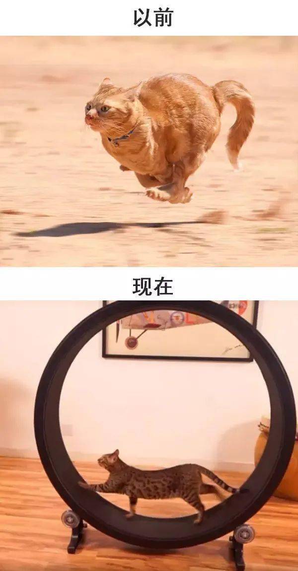 他们猫跑步图片