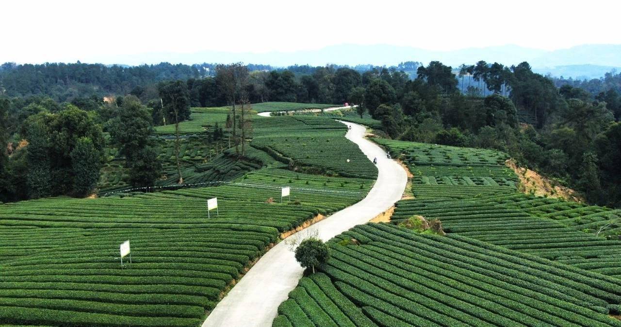 成佳茶乡春日百花艳茶香最风华