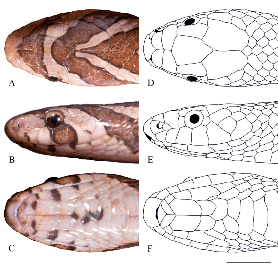 海南岛发现小头蛇属一新种