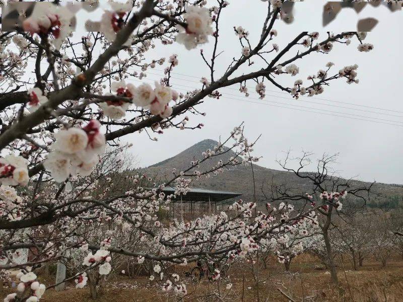 富平虎头山简介图片