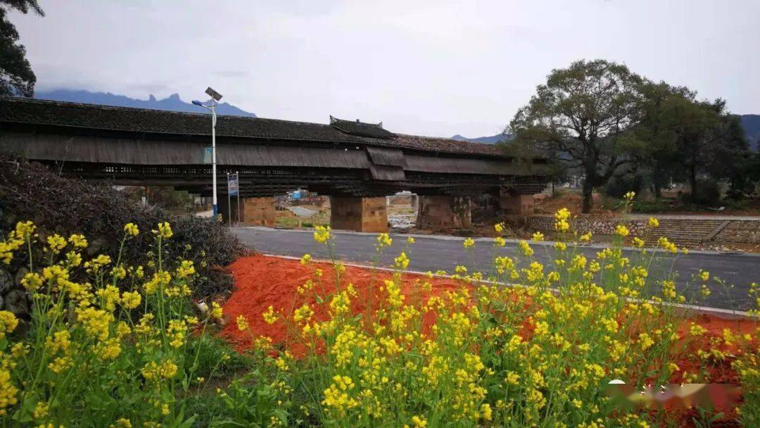 油溪村油菜花开游客纷至沓来