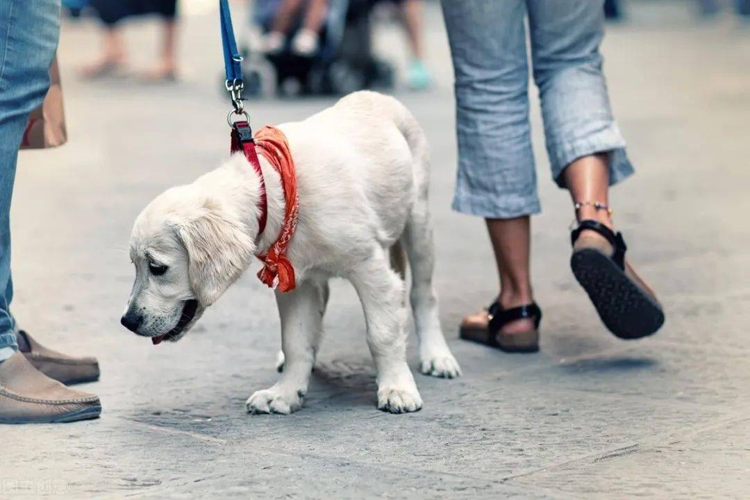 什么时候遛狗最好遛狗5大注意了解一下