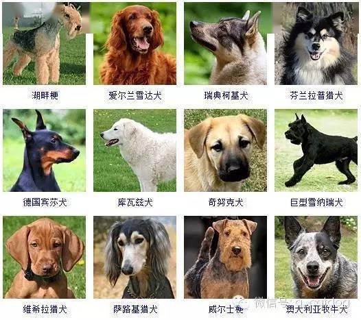 准备养狗的朋友们,狗狗品种大全你造么?