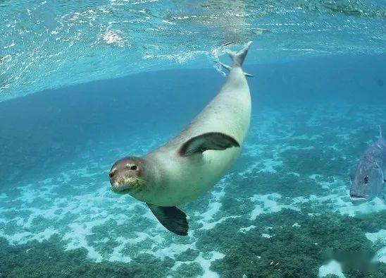 威德爾海豹豹型海豹冠海豹灰海豹髯(rán)海豹食蟹