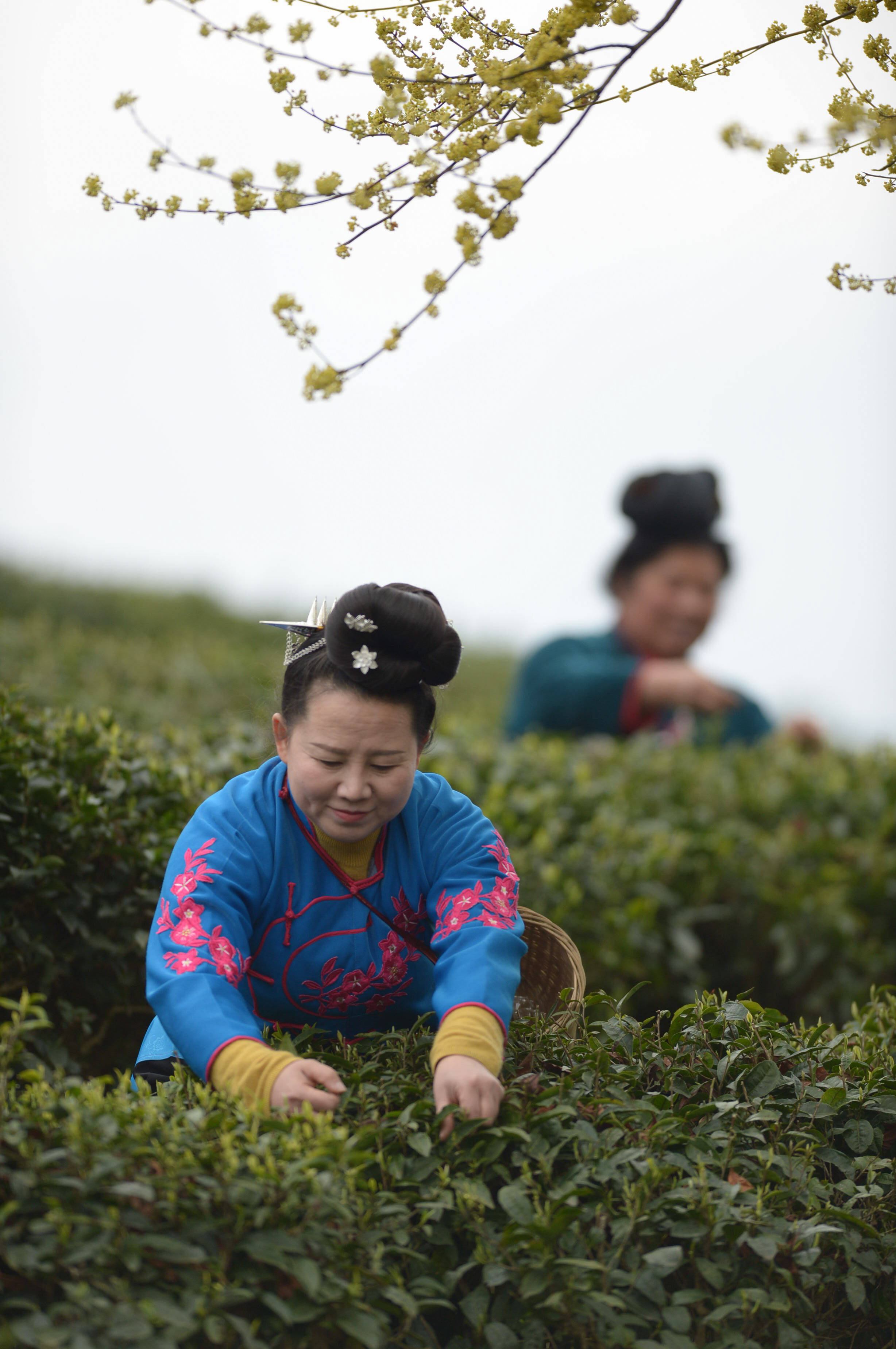 贵州丹寨早春采茶制茶正当时