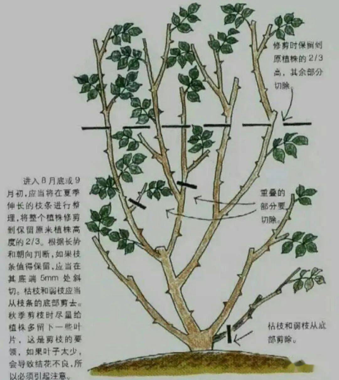 修剪花卉有讲究,记住这4点要求,花卉越剪越旺,造型更优美