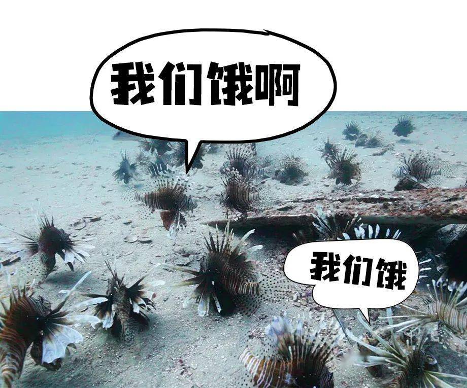 狮子鱼为什么要吃同类?