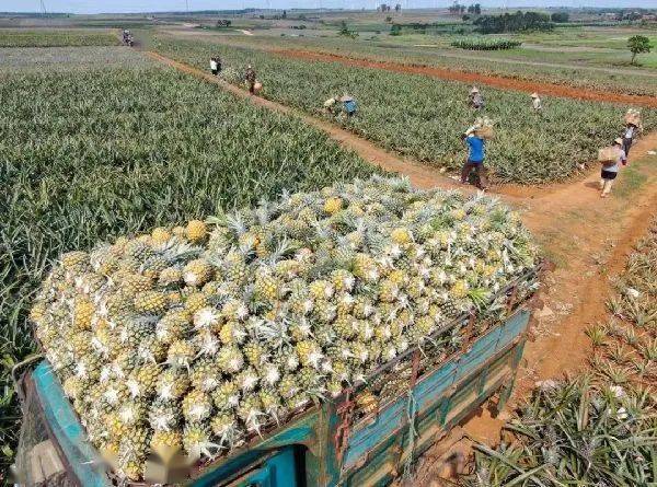 菠萝的海美哭了广东这座小县城竟然藏着中国最大的菠萝生产基地