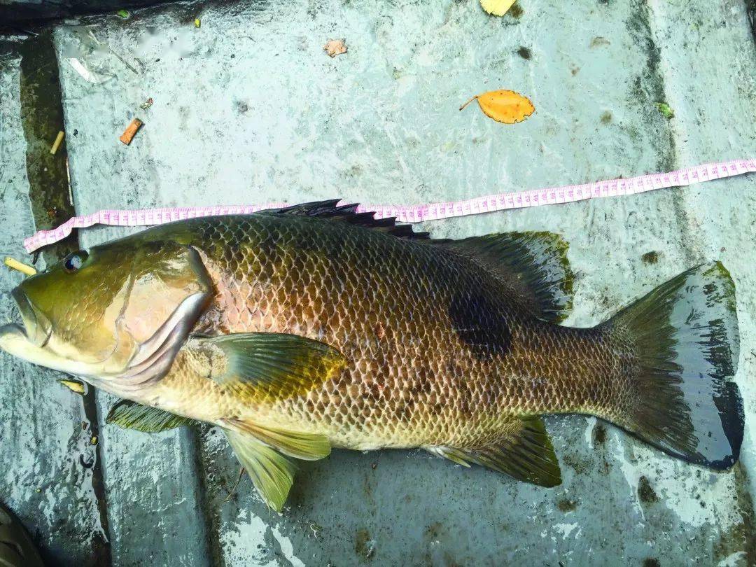 为了挑战大物,我来到了黑鲈和斑尾鲈的故乡,果然不