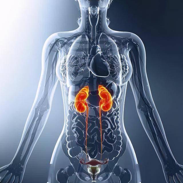 肾脏,是一对扁豆状的器官,分别位于双侧后腰部