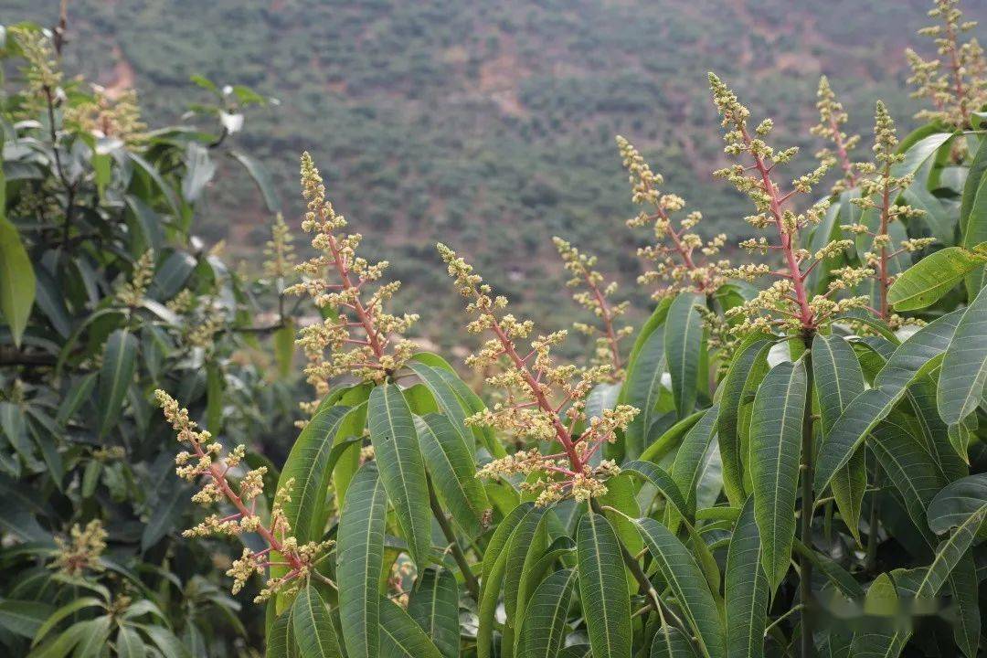 元江芒果花都開好了坐等約芒果